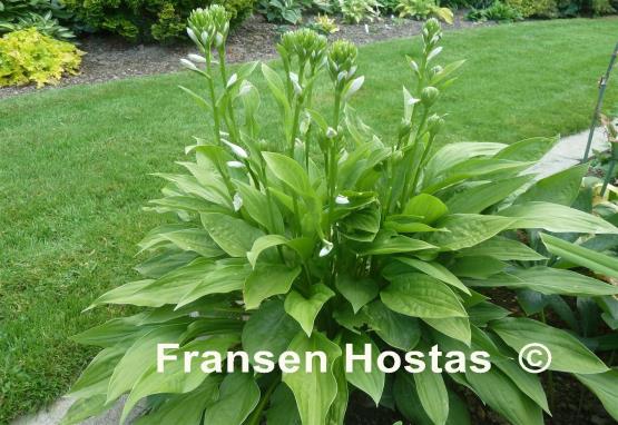 Hosta Weihenstephan